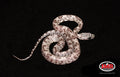 12" Female Shatter for sale by South Mountain Reptiles