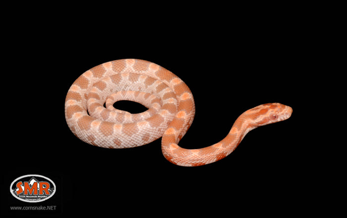 12" Male Mandarin Cornsnake for sale by South Mountain Reptiles