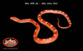 13" female Sunglow Motley for sale by South Mountain Reptiles