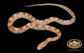 14" Male Butter for sale by South Mountain Reptiles