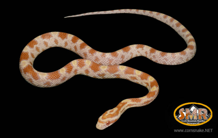 14" Male Butter for sale by South Mountain Reptiles