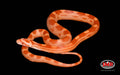 15" Female Amel Motley for sale by South Mountain Reptiles