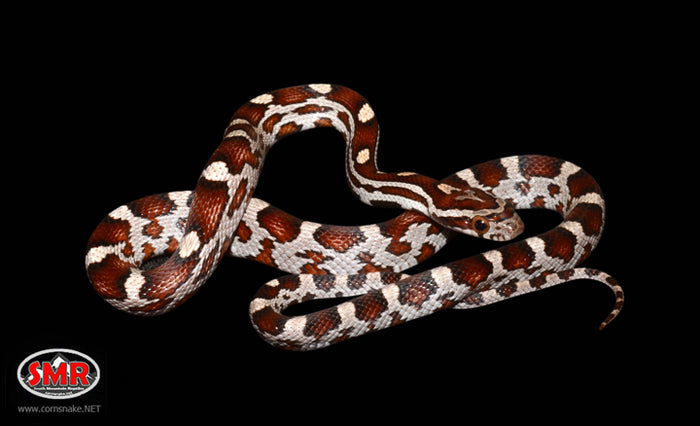15" Male Miami Okeetee for sale by South Mountain Reptiles