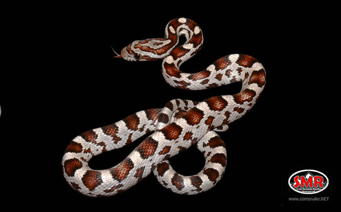 15" Male Miami Okeetee for sale by South Mountain Reptiles
