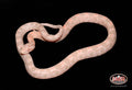 16" Male Coral Snow for sale by South Mountain Reptiles