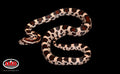 19" Female Buckskin Okeetee for sale by South Mountain Reptiles