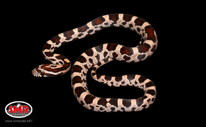19" Female Buckskin Okeetee for sale by South Mountain Reptiles