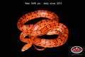 42" Red Coat Okeetee for sale by South Mountain Reptiles