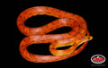 43" Male Red Coat Sunkissed for sale by South Mountain Reptiles