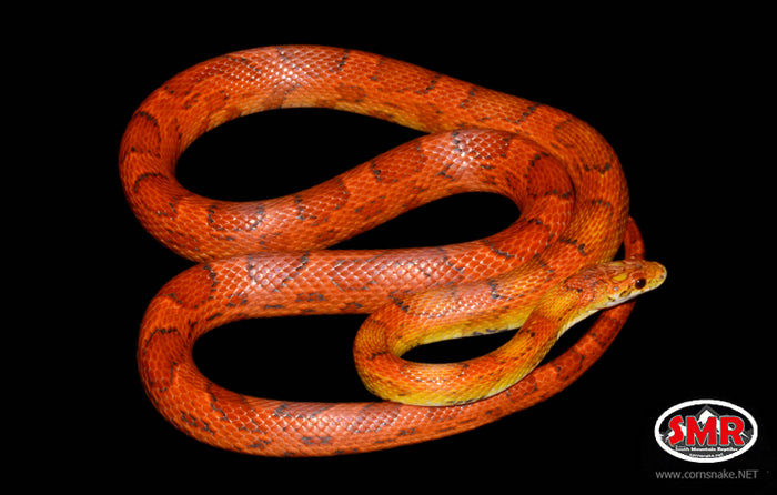 43" Male Red Coat Sunkissed for sale by South Mountain Reptiles