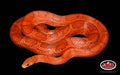 44" Adult Male Sunkissed Red Coat for sale by South Mountain Reptiles