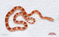 Amel, het Caramel 18" Female for sale by South Mountain Reptiles