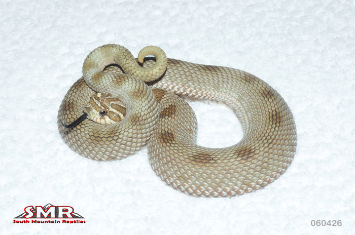 Anaconda Hognose 15" male for sale by South Mountain Reptiles