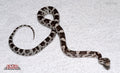 Anery 17" Female for sale by South Mountain Reptiles