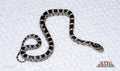 Anery Deluxe 13" Female for sale by South Mountain Reptiles