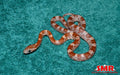 Boot Key Corn 13" Female for sale by South Mountain Reptiles