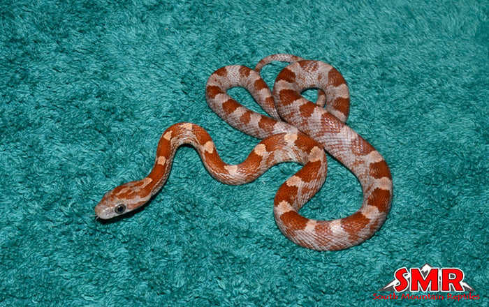 Boot Key Corn 13" Female for sale by South Mountain Reptiles