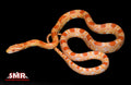 Buf Amel Okeetee 20" Female for sale by South Mountain Reptiles