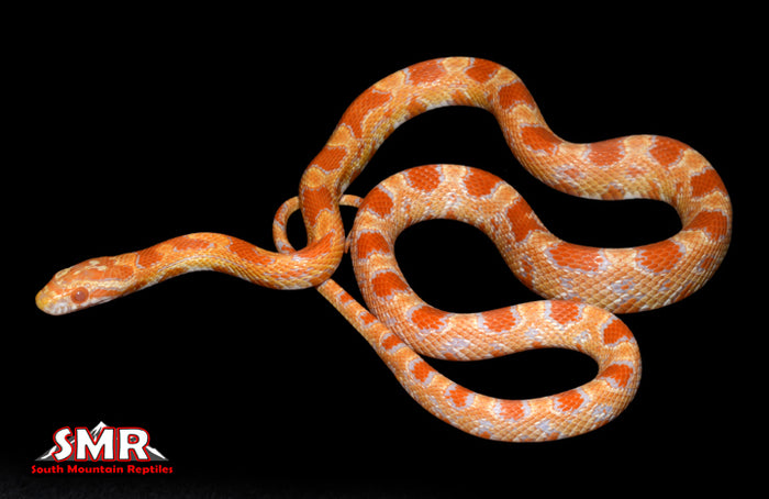 Buf Amel Okeetee 20" Female for sale by South Mountain Reptiles