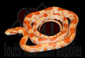 Buf Amel Okeetee 23" Female for sale by South Mountain Reptiles