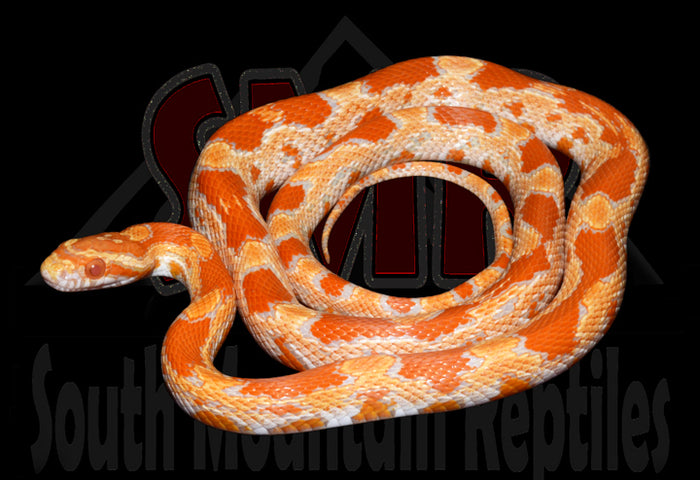 Buf Amel Okeetee 23" Female for sale by South Mountain Reptiles
