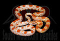 Buf Amel Okeetee 23" Male for sale by South Mountain Reptiles