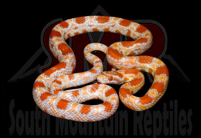 Buf Amel Okeetee 23" Male for sale by South Mountain Reptiles