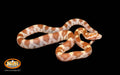 Butter 12" Male for sale by South Mountain Reptiles