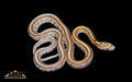 Butter Tessera 18" Female for sale by South Mountain Reptiles