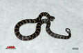 California Kingsnake 12" Female for sale by South Mountain Reptiles