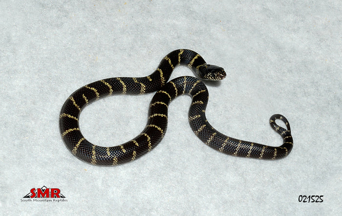 California Kingsnake 12" Female for sale by South Mountain Reptiles