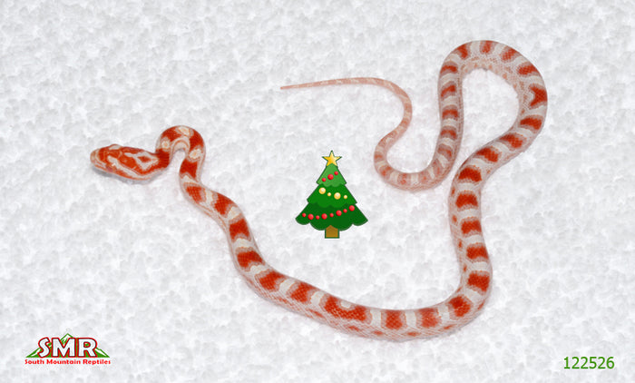 Candy Cane male for sale by South Mountain Reptiles