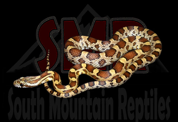 Caramel 31" Male for sale by South Mountain Reptiles