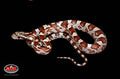 Cinder 13" Male for sale by South Mountain Reptiles