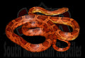 Common Corn 26" male for sale by South Mountain Reptiles