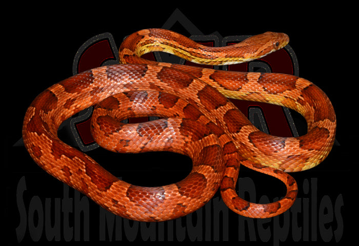 Common Corn 26" male for sale by South Mountain Reptiles