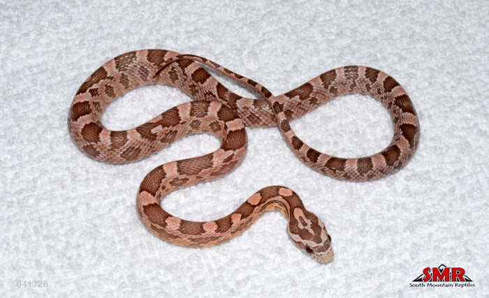 Coral Ghost 15" Female for sale by South Mountain Reptiles