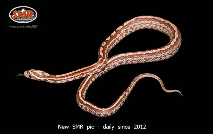Coral Ghost Tessera 13" Male for sale by South Mountain Reptiles
