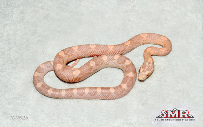 Coral Snow 14" Female for sale by South Mountain Reptiles