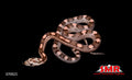 Dilute Blue Anery Salmon Motley 13" Male for sale by South Mountain Reptiles