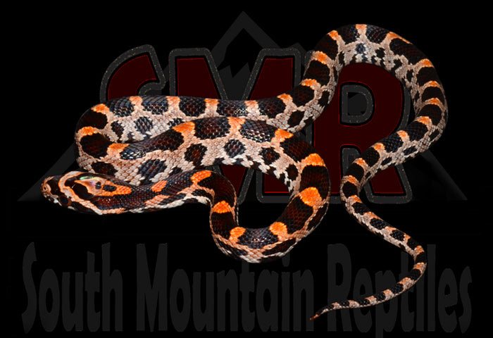 Extreme Okeetee 12" Male for sale by South Mountain Reptiles