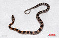 Extreme Okeetee 14" male for sale by South Mountain Reptiles