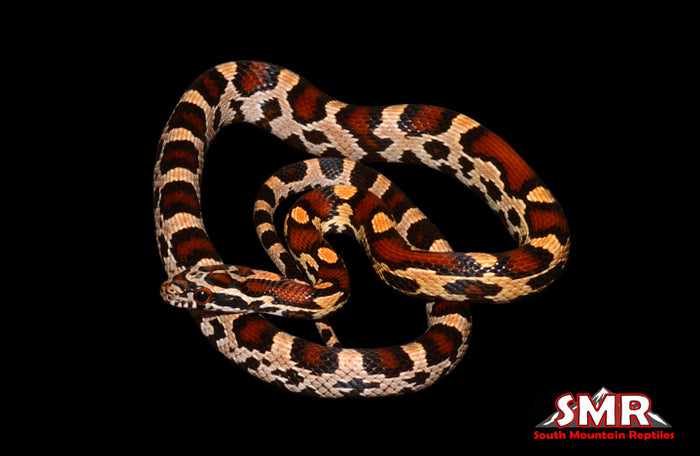 Extreme Okeetee 18" Male for sale by South Mountain Reptiles
