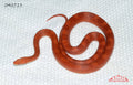 Fire cornsnake 32" Female for sale by South Mountain Reptiles