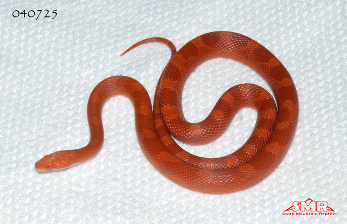 Fire cornsnake 32" Female for sale by South Mountain Reptiles