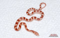 Fire female for sale by South Mountain Reptiles