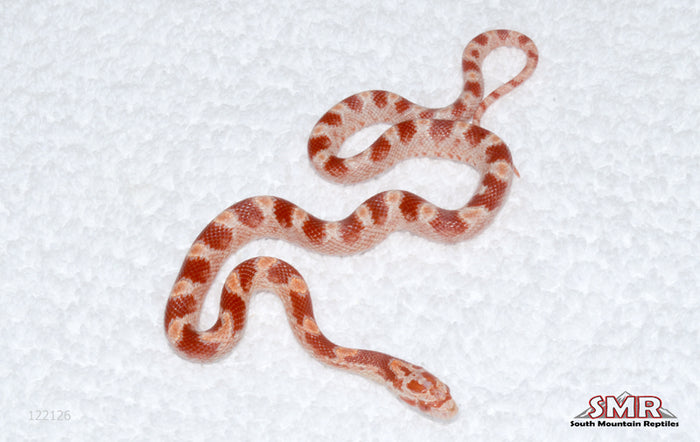 Fire female for sale by South Mountain Reptiles