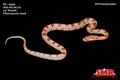 Fluorescent Amel 14" Female for sale by South Mountain Reptiles
