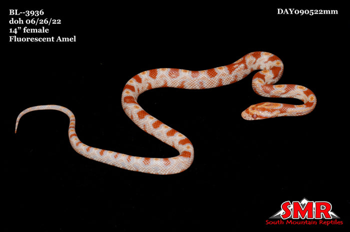 Fluorescent Amel 14" Female for sale by South Mountain Reptiles