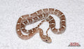 Ghost 14" Male for sale by South Mountain Reptiles